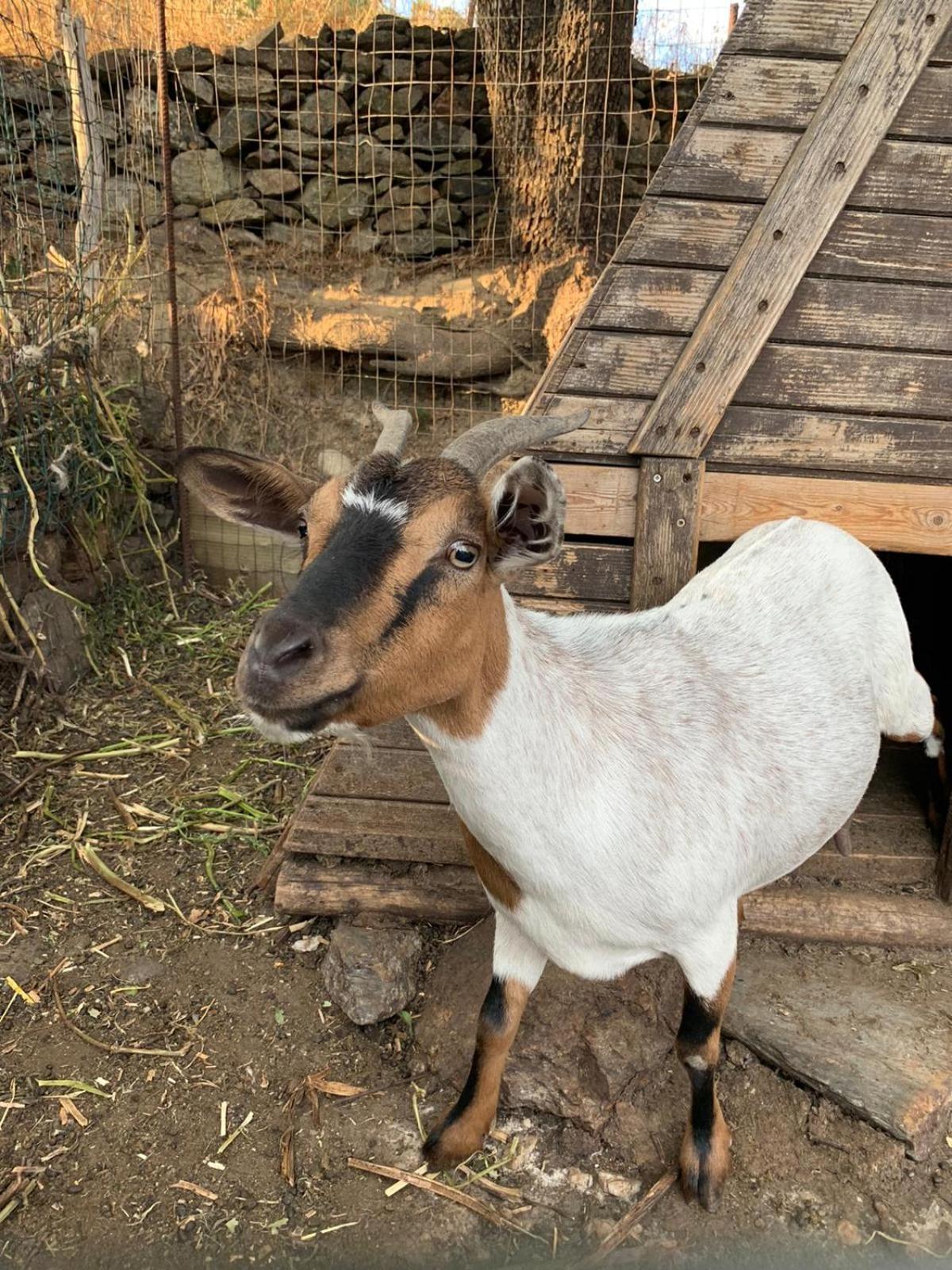 B&B Helga'S Agricampeggio Seùlo Екстериор снимка